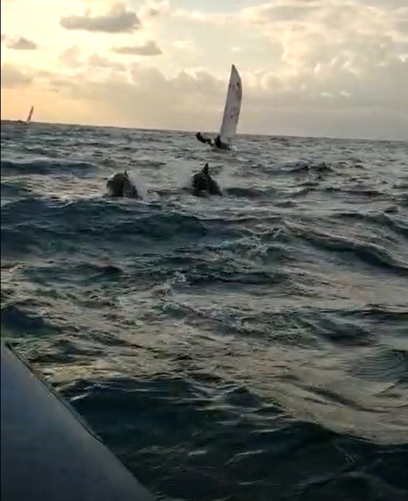 דולפינים נצפו מול שיקמונה